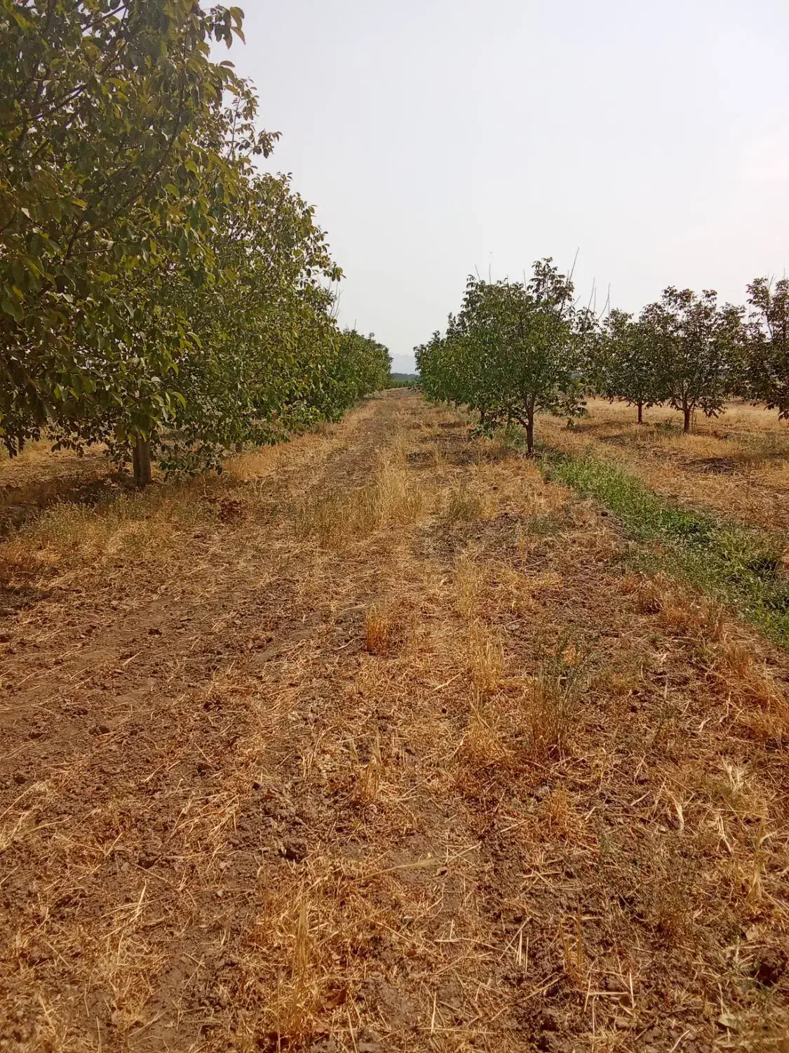 باغ گردو|خدمات باغبانی و درختکاری|جوکار, |دیوار