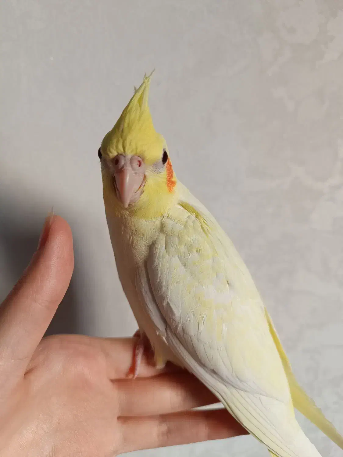 عروس هلندی|پرنده|محمدشهر, محمدشهر|دیوار