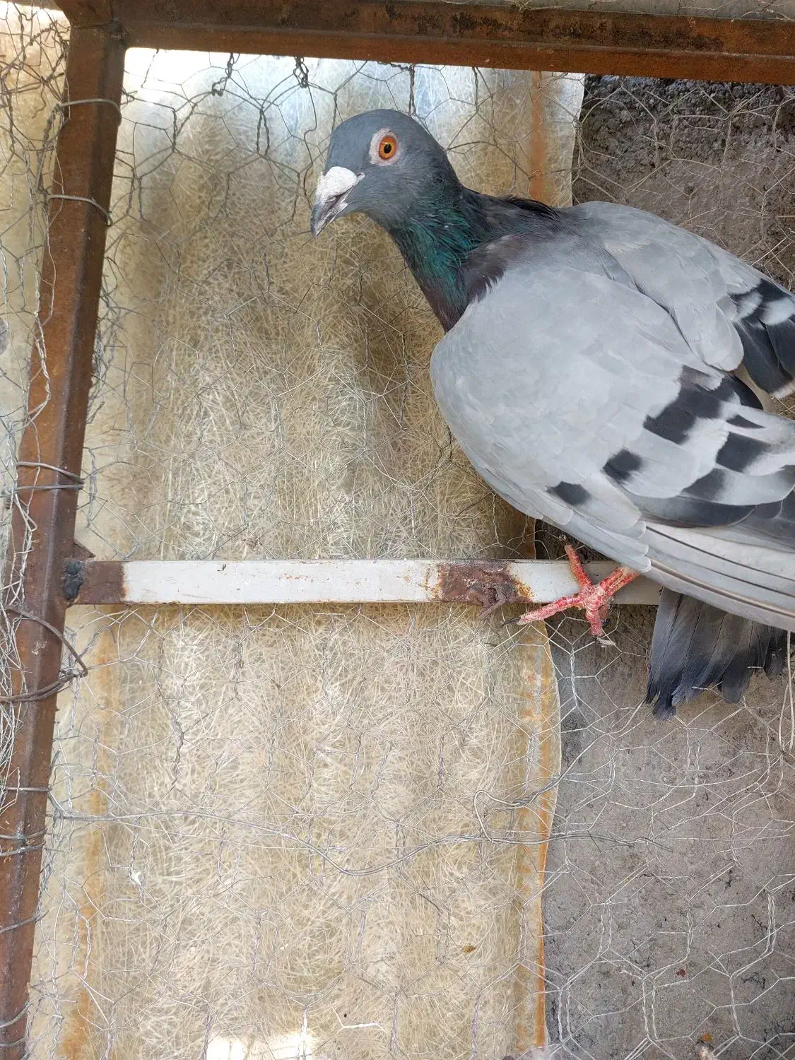 کبوتر|پرنده|آبگرم, |دیوار