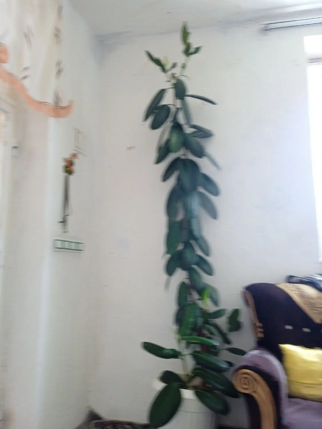 گل تازه|گل و گیاه طبیعی|سارال, |دیوار