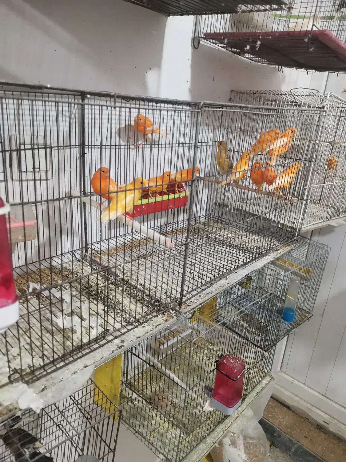 فروش قناری نر وماده|پرنده|بهبهان, |دیوار