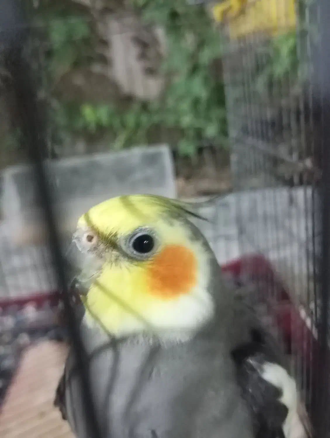 فروش عروس هلندی|پرنده|کرج, محمود آباد|دیوار