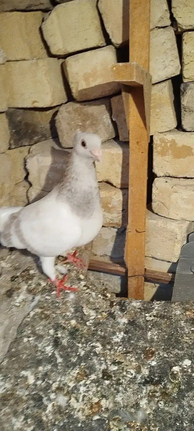 کبوتر نقره ای|پرنده|کوه چنار, |دیوار