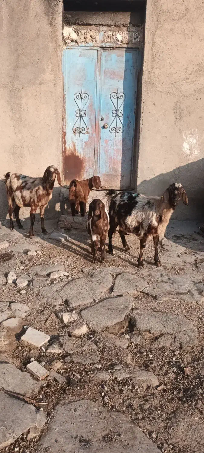 دوعدد بز ننه بالاجوان|حیوانات مزرعه|اردبیل, |دیوار