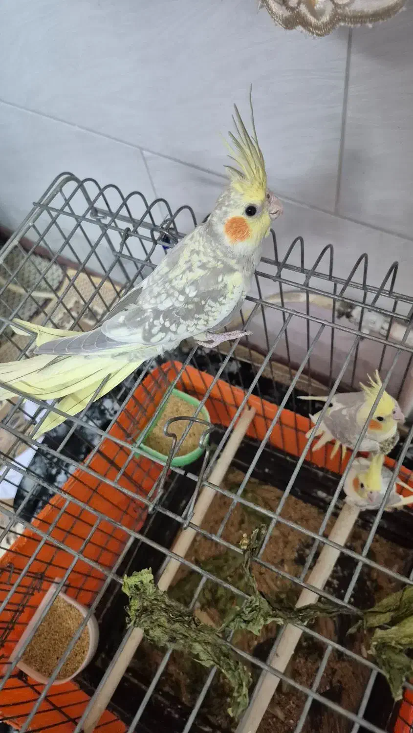 جوجه عروس هلندی|پرنده|اشتهارد, |دیوار