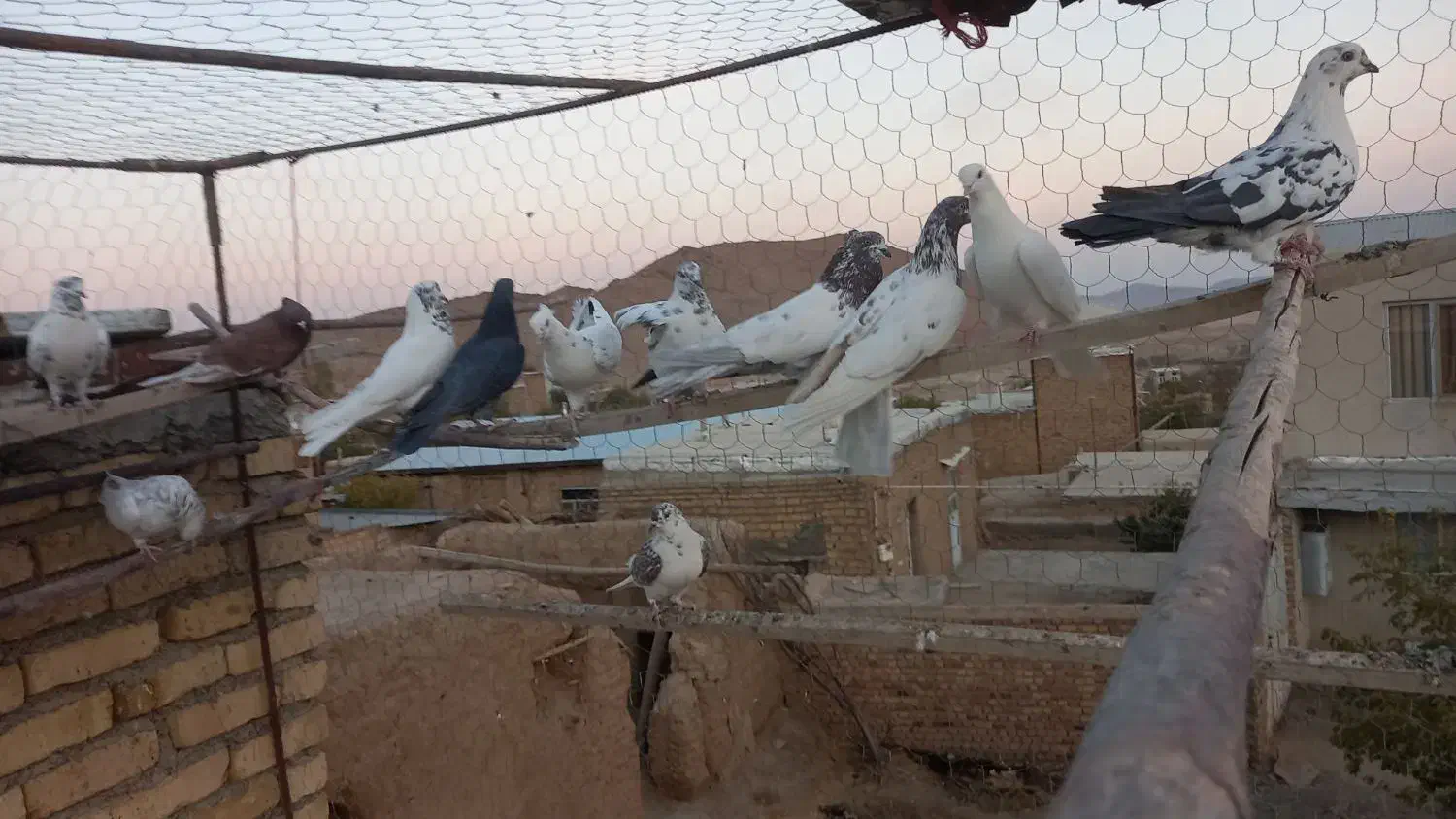 کبوتر|پرنده|ساروق, |دیوار