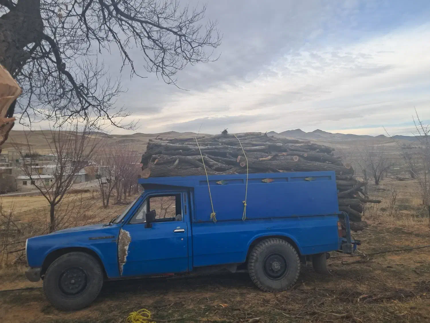 خرید انواع چوب و درخت|خدمات باغبانی و درختکاری|سنقر, |دیوار