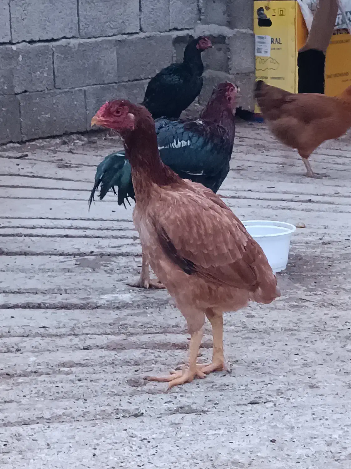 ۹۰۰|حیوانات مزرعه|بندر ترکمن, |دیوار