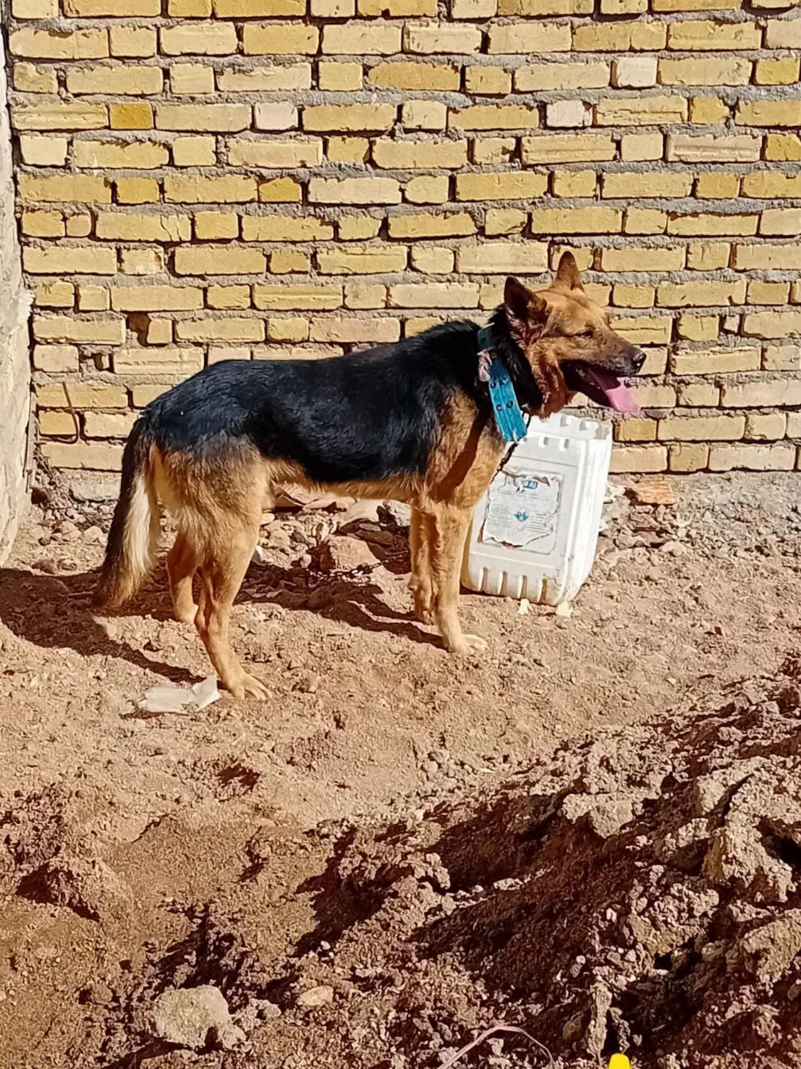 فروش سگ|سگ|سامن, |دیوار