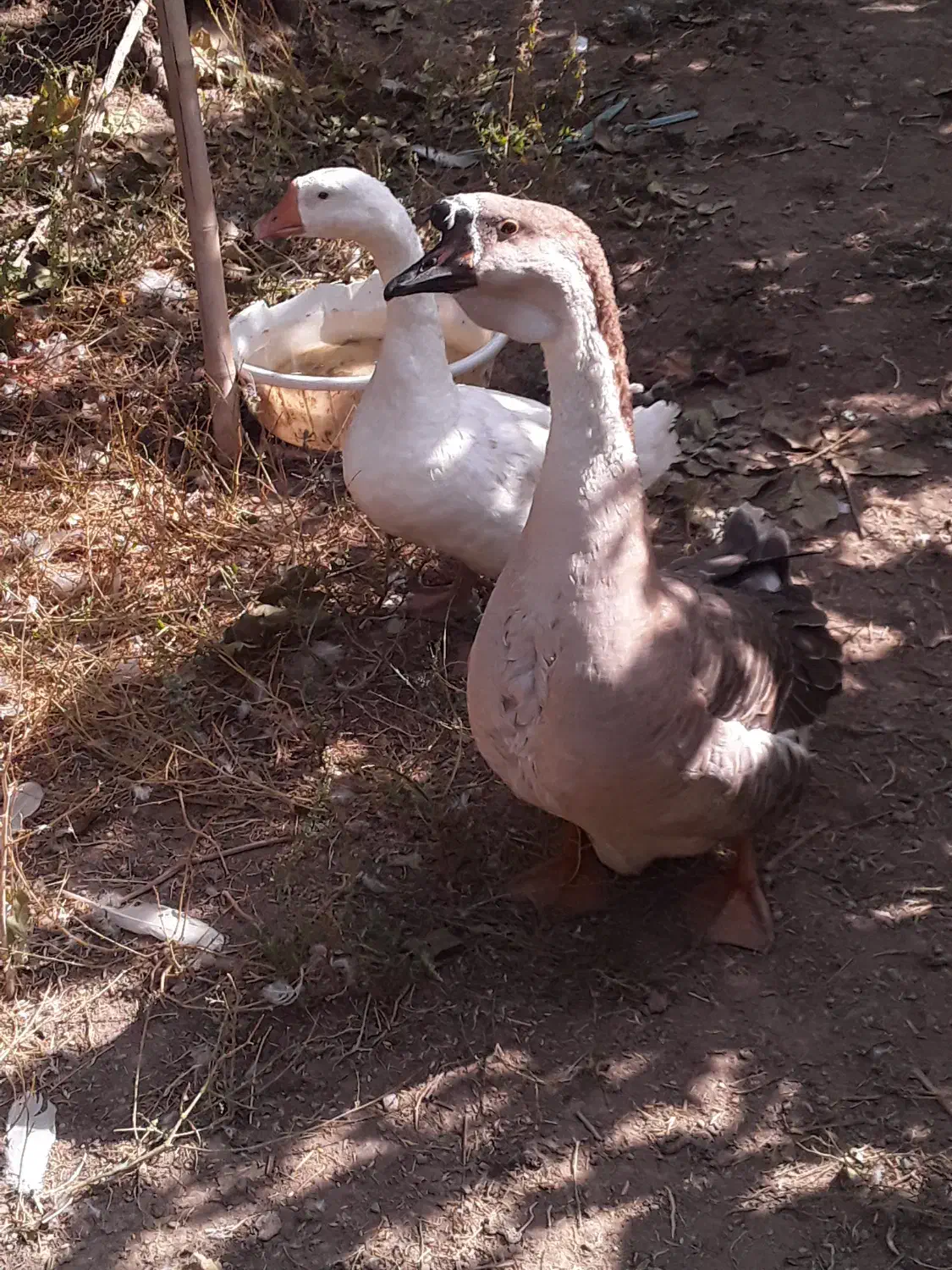 فروش یک جفت قو غاز|حیوانات مزرعه|ارومیه, |دیوار