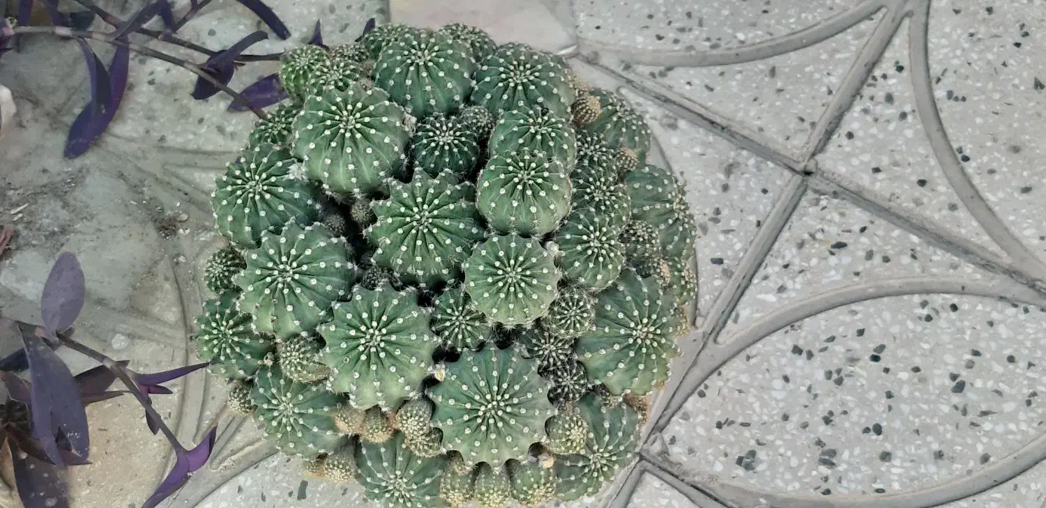 گلدان پر از گلهای کاکتوس|گل و گیاه طبیعی|اصفهان, سرتاوه|دیوار