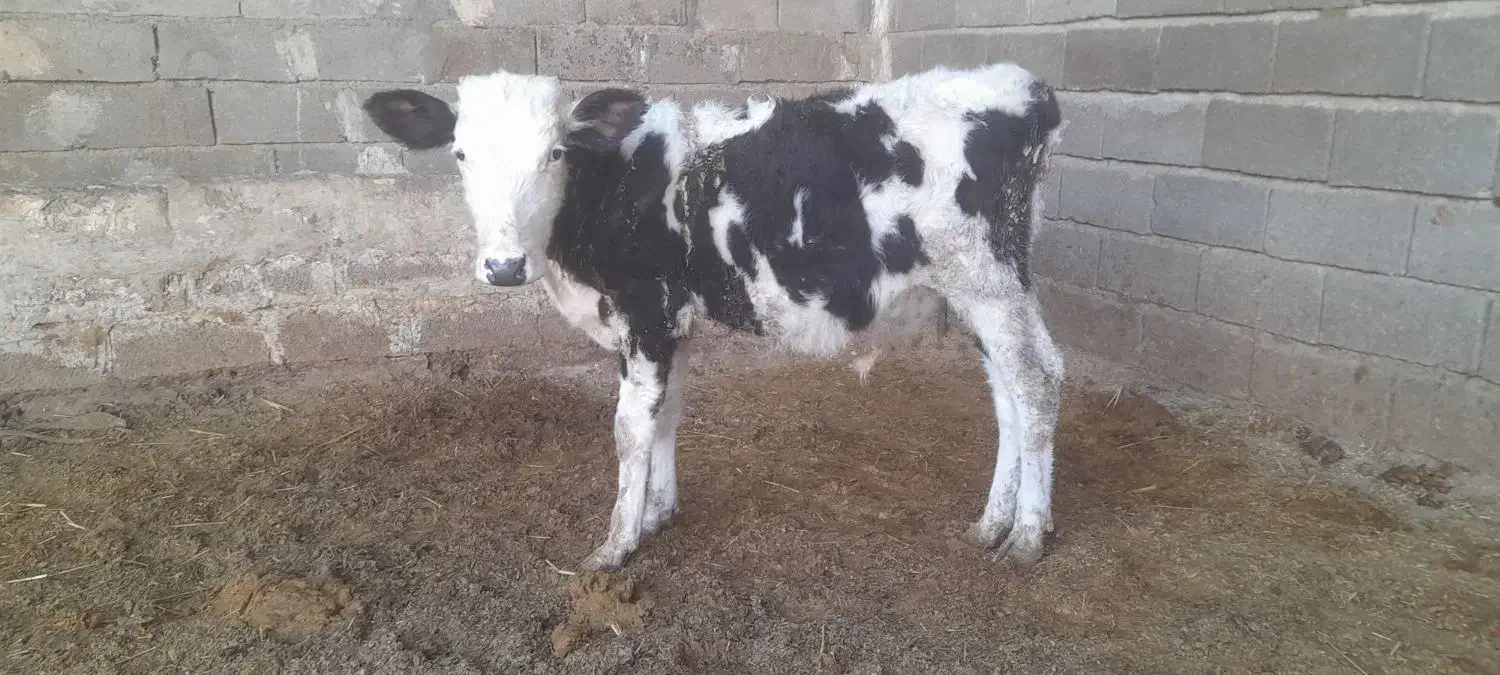 گاو یا گوسالیه نر سمینتال ۸ ماه|حیوانات مزرعه|شادگان, |دیوار