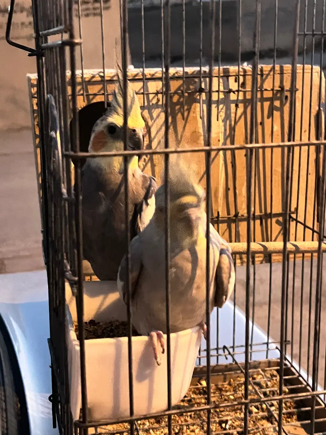 عروس هلندی مولد|پرنده|فیروزآباد (فارس), |دیوار