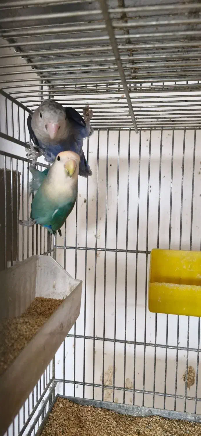 یک جفت کوتوله مولد|پرنده|مبارکه, |دیوار