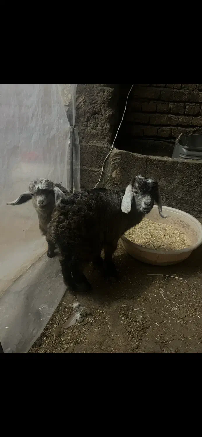 بره بز قیمت مناسب|حیوانات مزرعه|اردبیل, |دیوار