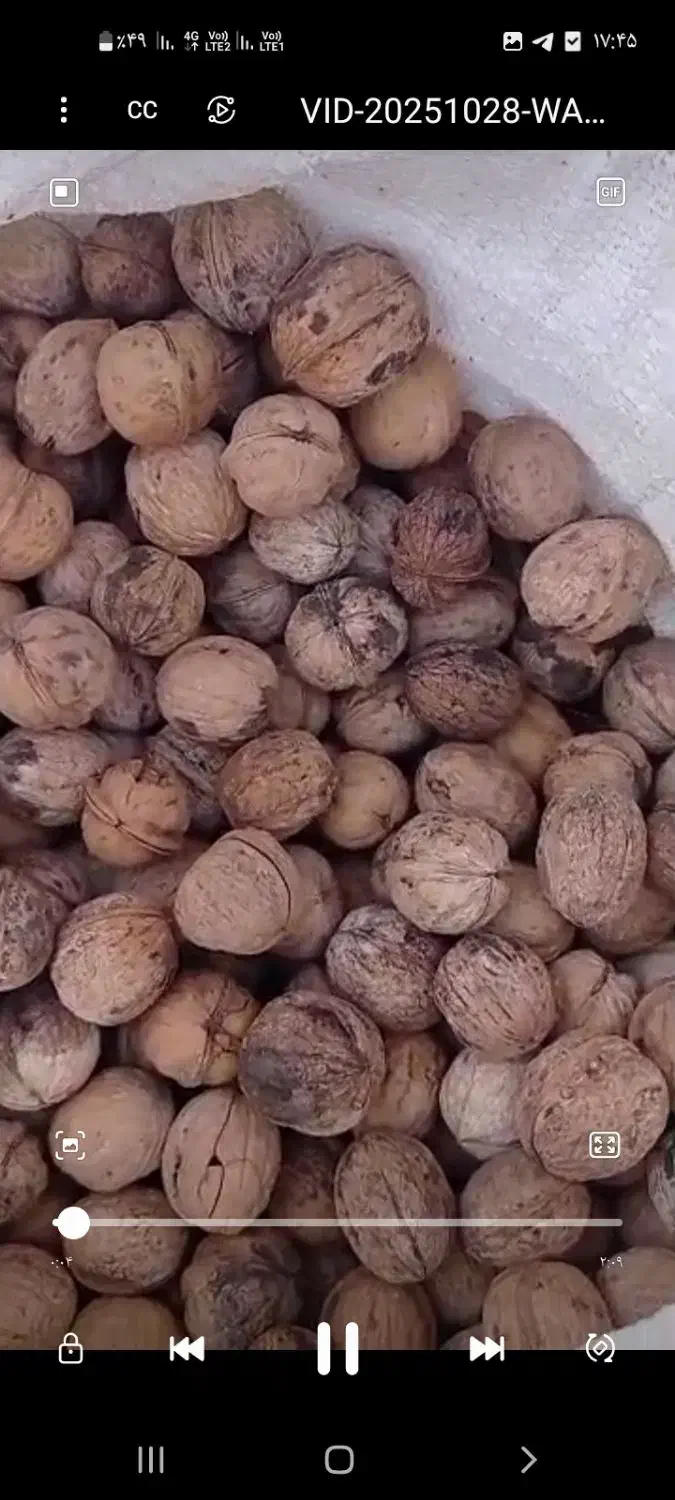 فروش گردوی تازه همدان|خوردنی و آشامیدنی|تربت جام, شهرک معلم|دیوار