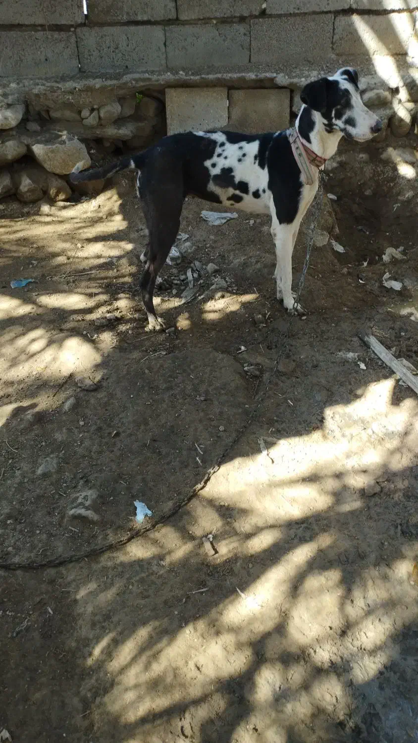 سگ تازی|سگ|تخت, |دیوار