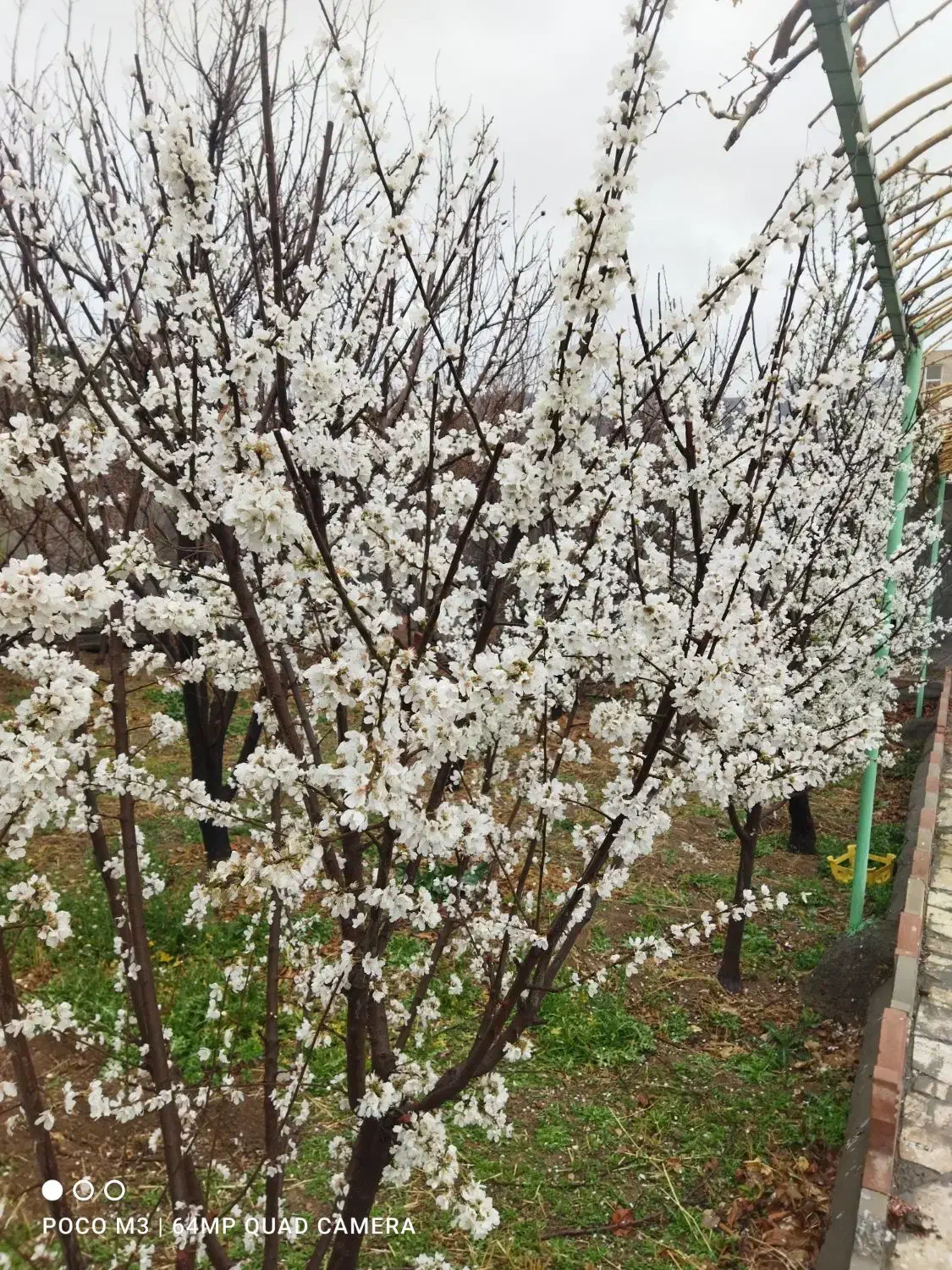 باغ|فروش خانه و ویلا|ابریشم, |دیوار