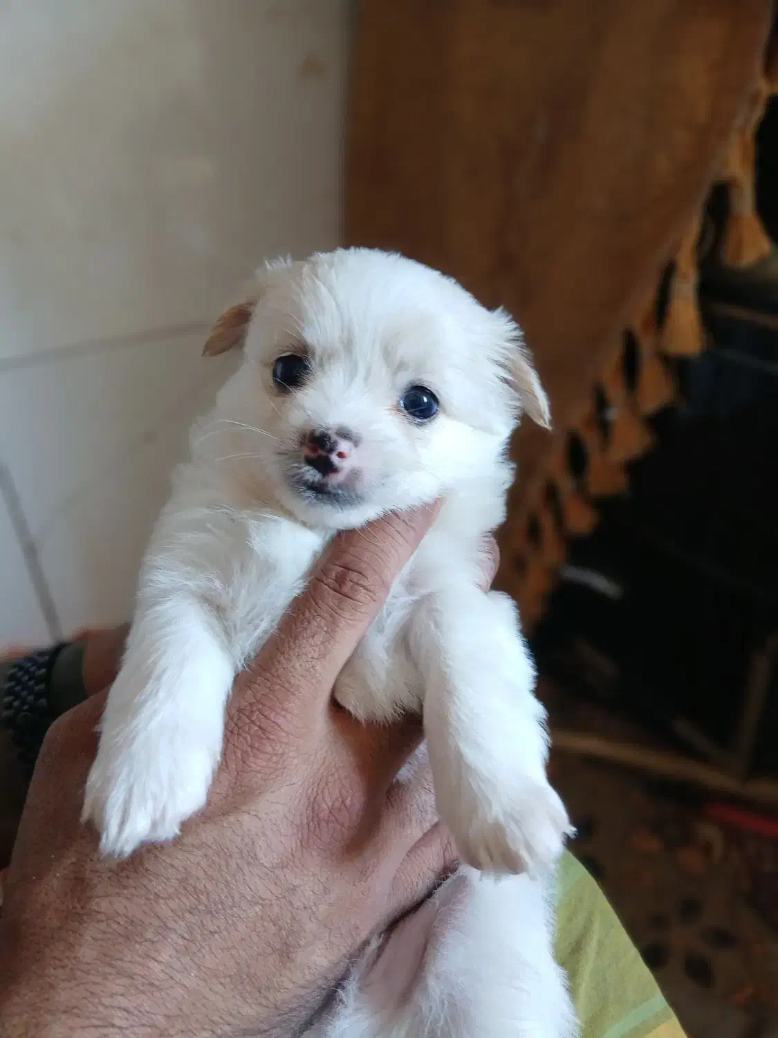 سگ پامر شیتزو|سگ|سیرجان, |دیوار