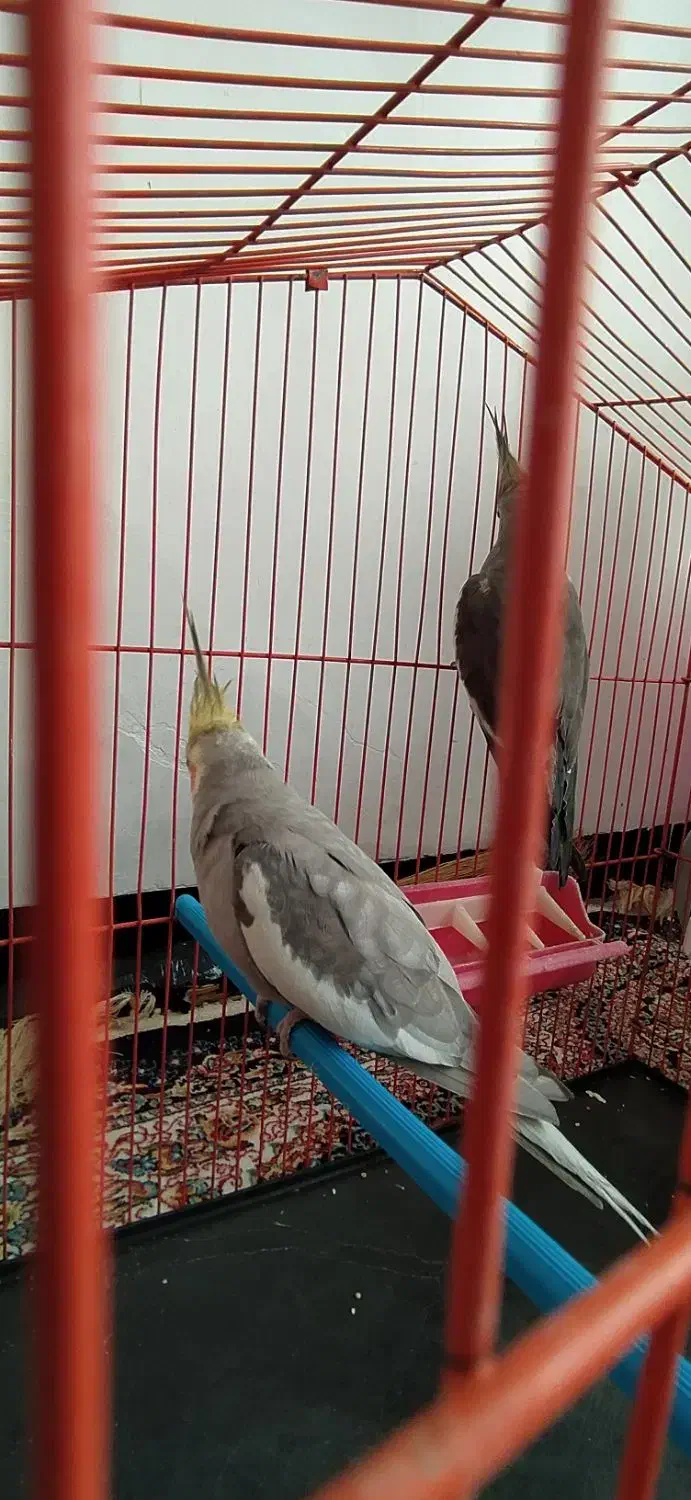 عروس هلندی|پرنده|مریوان, |دیوار