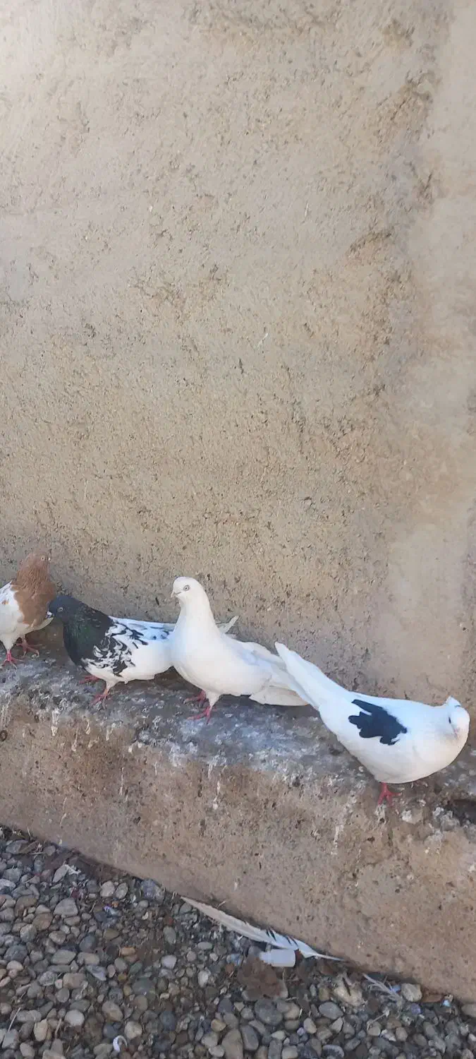 تعداد کبوتر فروشی سفید سیاه کله ای پشدار سبز|پرنده|میاندوآب, |دیوار