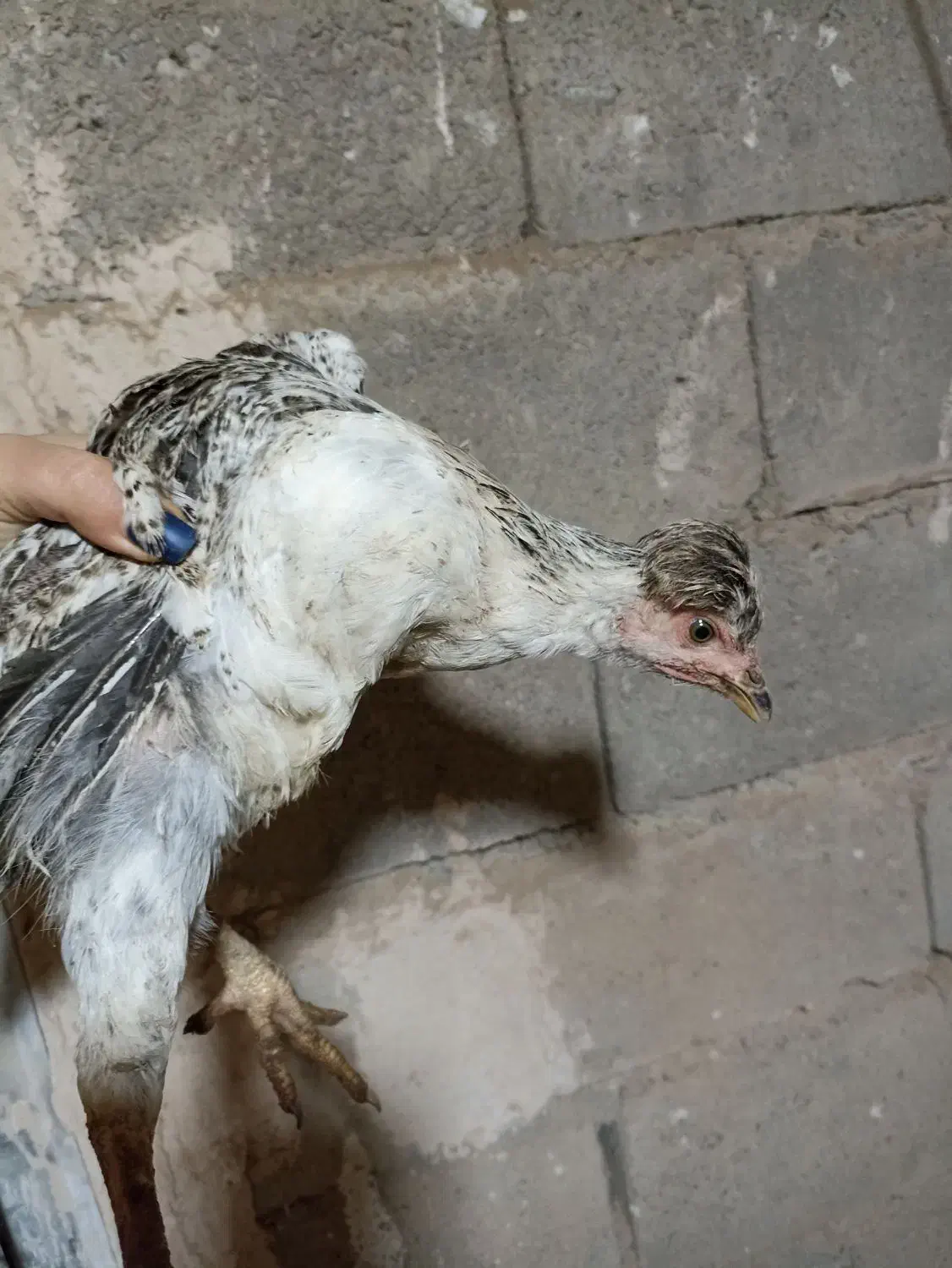 جوجه ی نژاددار|حیوانات مزرعه|شاهین دژ, |دیوار