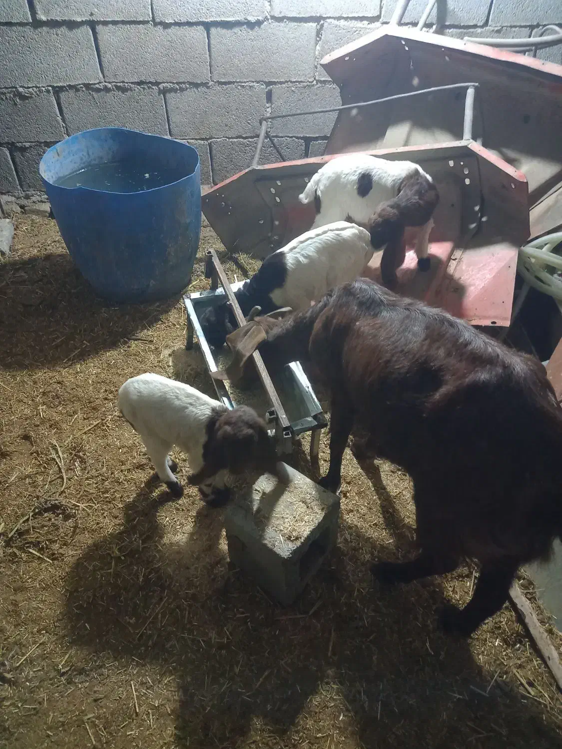 بز با بزغاله|حیوانات مزرعه|گلبهار, نوبهار|دیوار