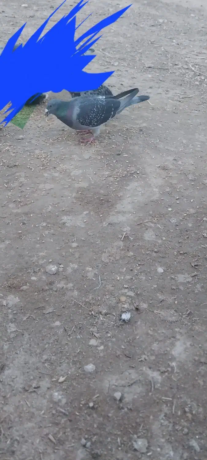 کفتر پلاکی|پرنده|جلگه شوقان, |دیوار