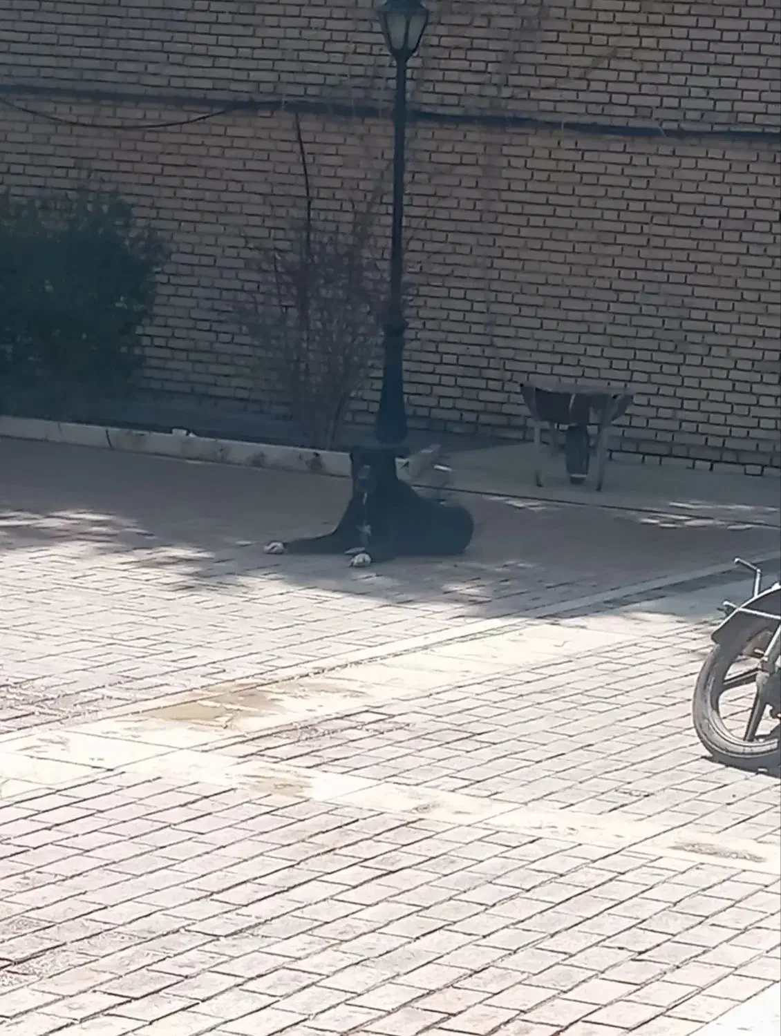 توله سرابی|سگ|شاندیز, |دیوار