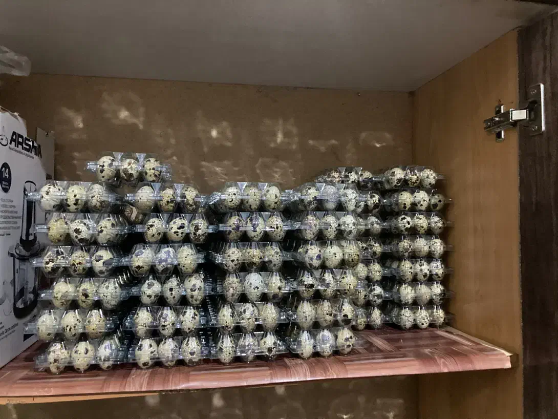 تخم بلدرچین|خوردنی و آشامیدنی|بردسیر, |دیوار