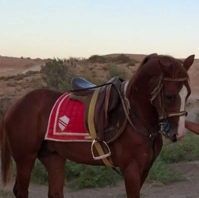 اسب ترکمن نریان|اسب و تجهیزات اسب‌سواری|سبزوار, قصبه غربی|دیوار