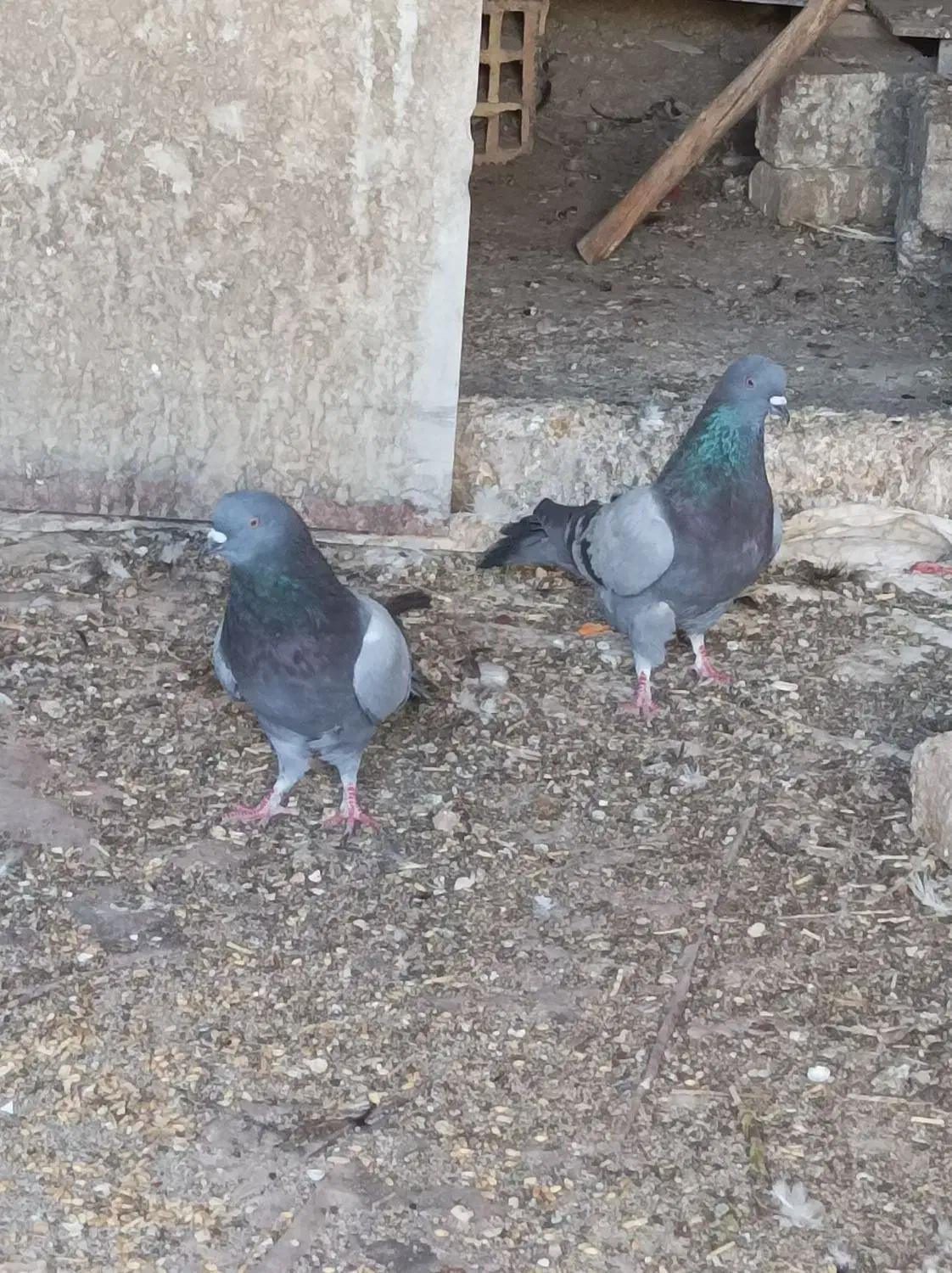 سبز دوخط کفتر پلاکی زره ای پرشی|پرنده|نجف‌آباد, قلعه سفید|دیوار