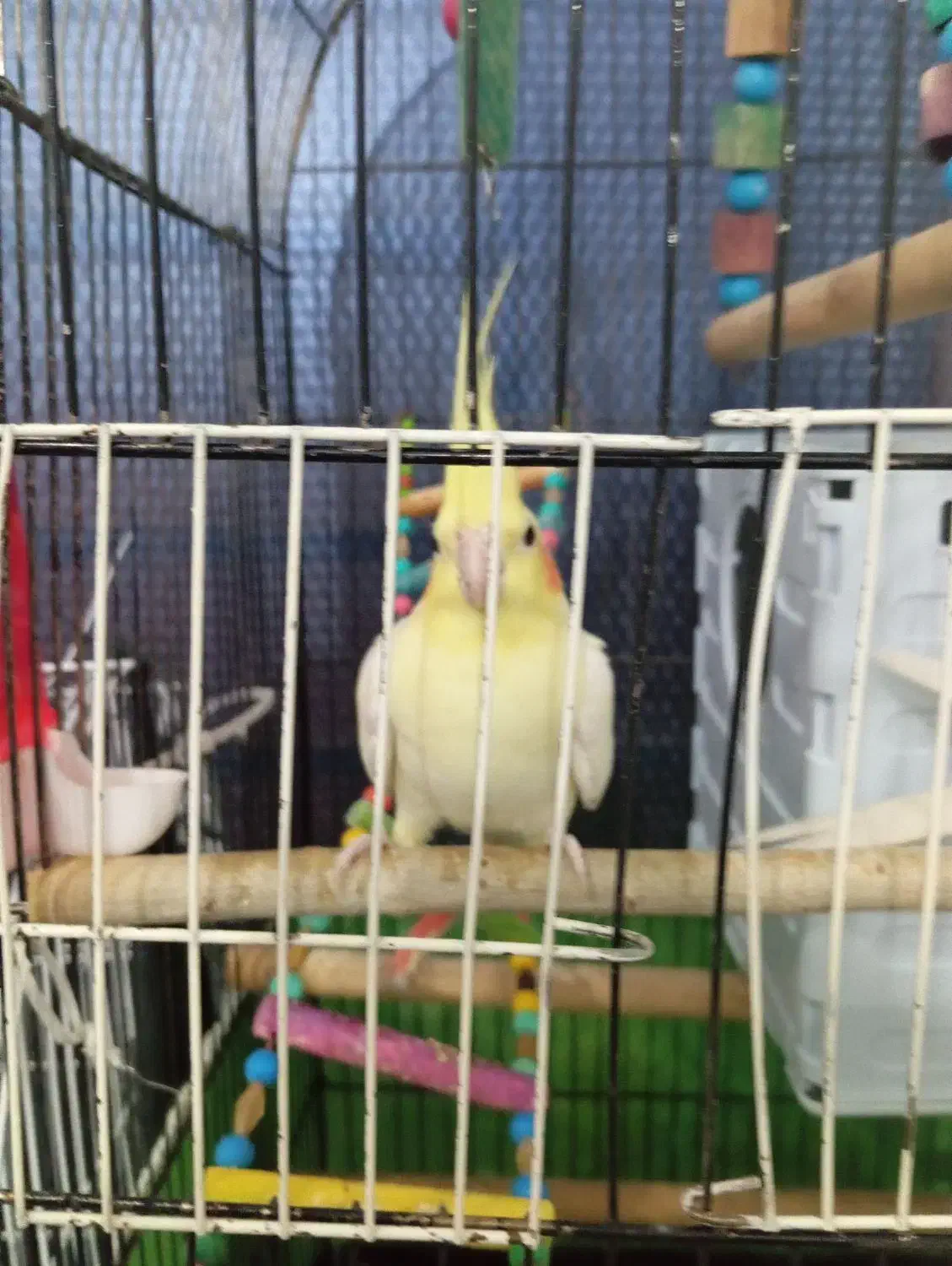 عروس هلندی سخنگو|پرنده|دهگلان, |دیوار