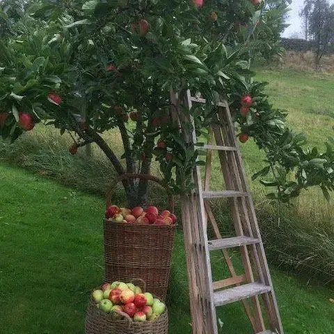 راهنمایی(کلبه جنگلی)|فعالیت داوطلبانه تحقیقاتی|رشت, نامجو|دیوار