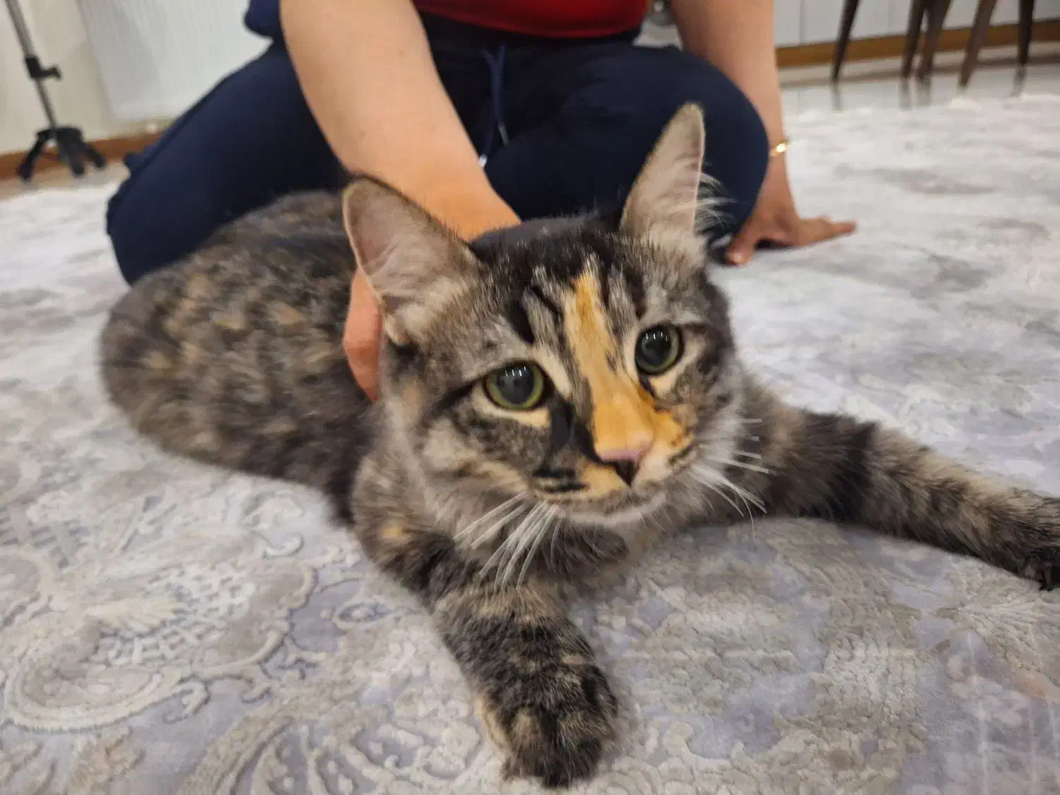 گربه واگذاری|گربه|شهریار, شهریار|دیوار