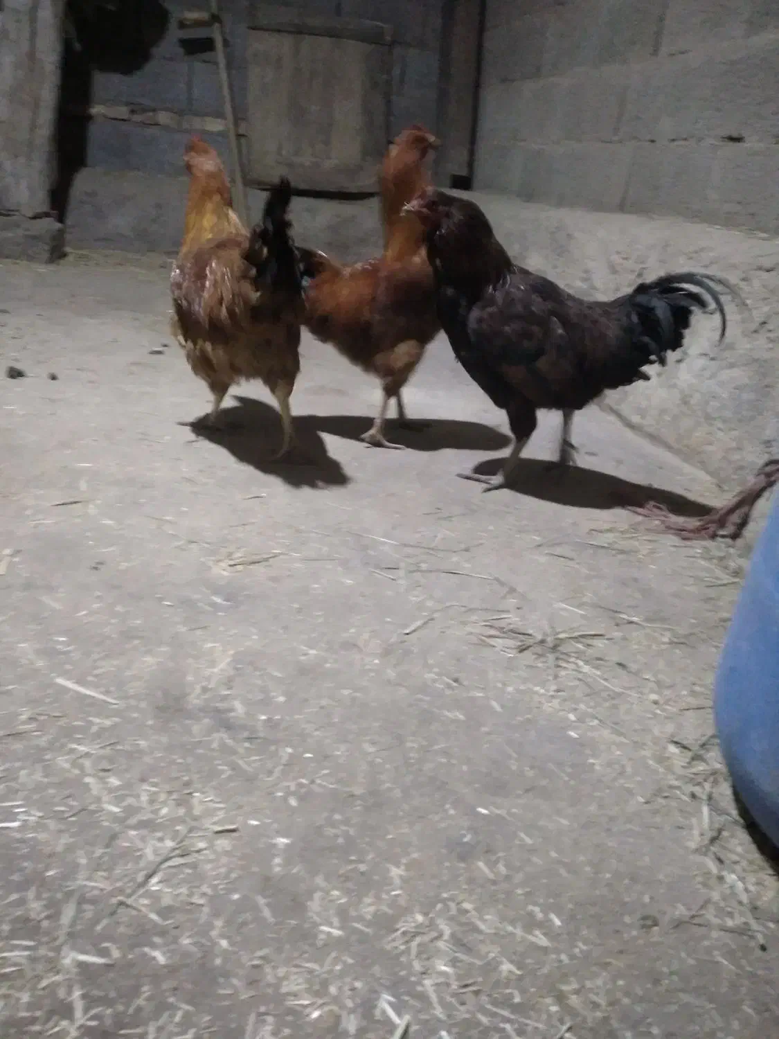 تعدادی مرغ خروس محلی|حیوانات مزرعه|سراب, |دیوار