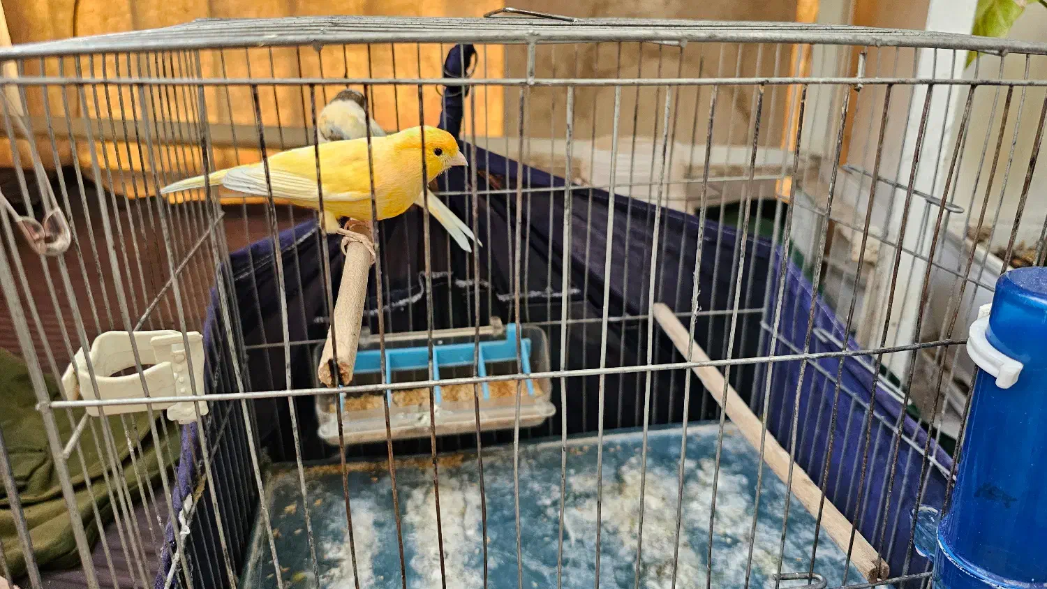 قناری|پرنده|تهران, باغ خزانه|دیوار