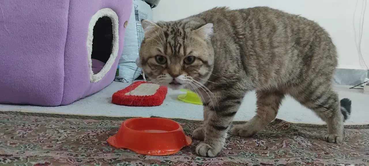 اسکاتیش نر|گربه|کرج, عظیمیه|دیوار