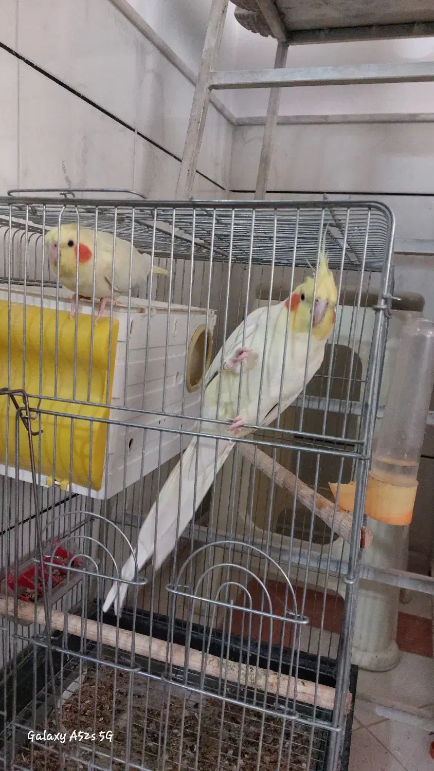 عروس هلندی نر ماده سخنگو|پرنده|قم, پردیسان|دیوار