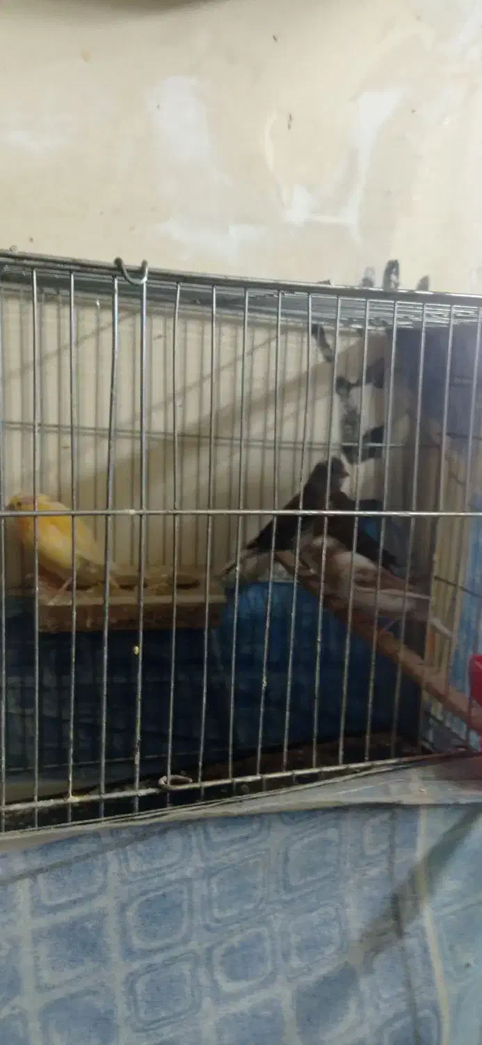 قناری|پرنده|کرمان, |دیوار