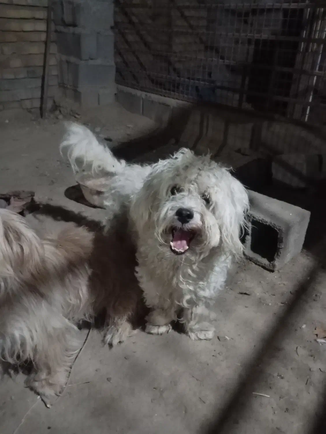 واگذاری سگ شیتزو پودل نر|سگ|کلاله, |دیوار