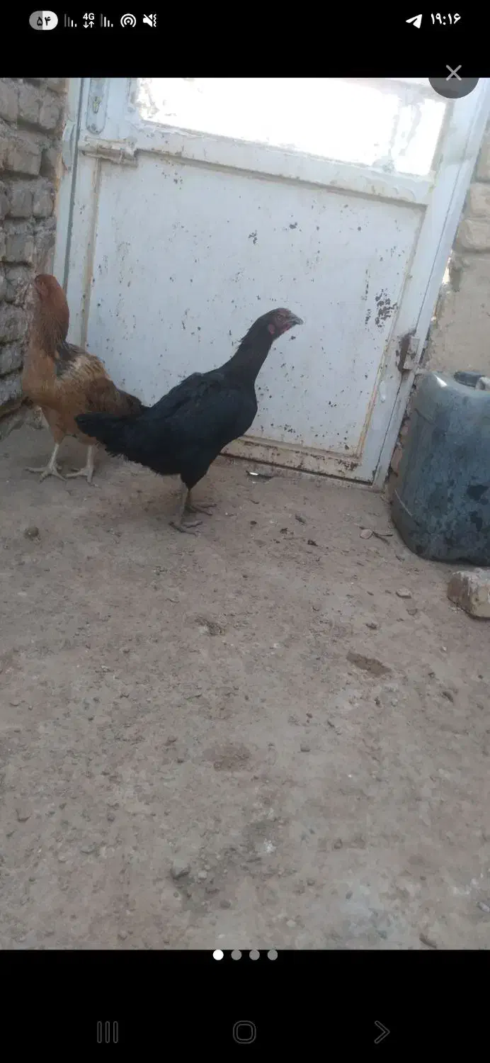 مرغ لاری|حیوانات مزرعه|خواف, |دیوار