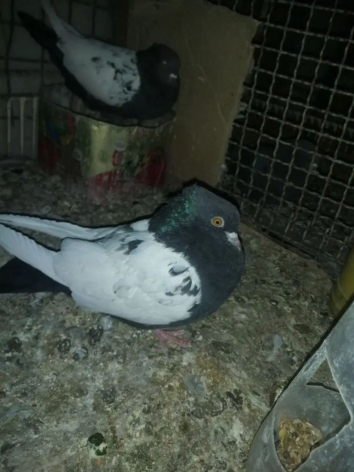 یه جفت سینه سیاه درجه یک بدون دم پوز|پرنده|داراب, |دیوار