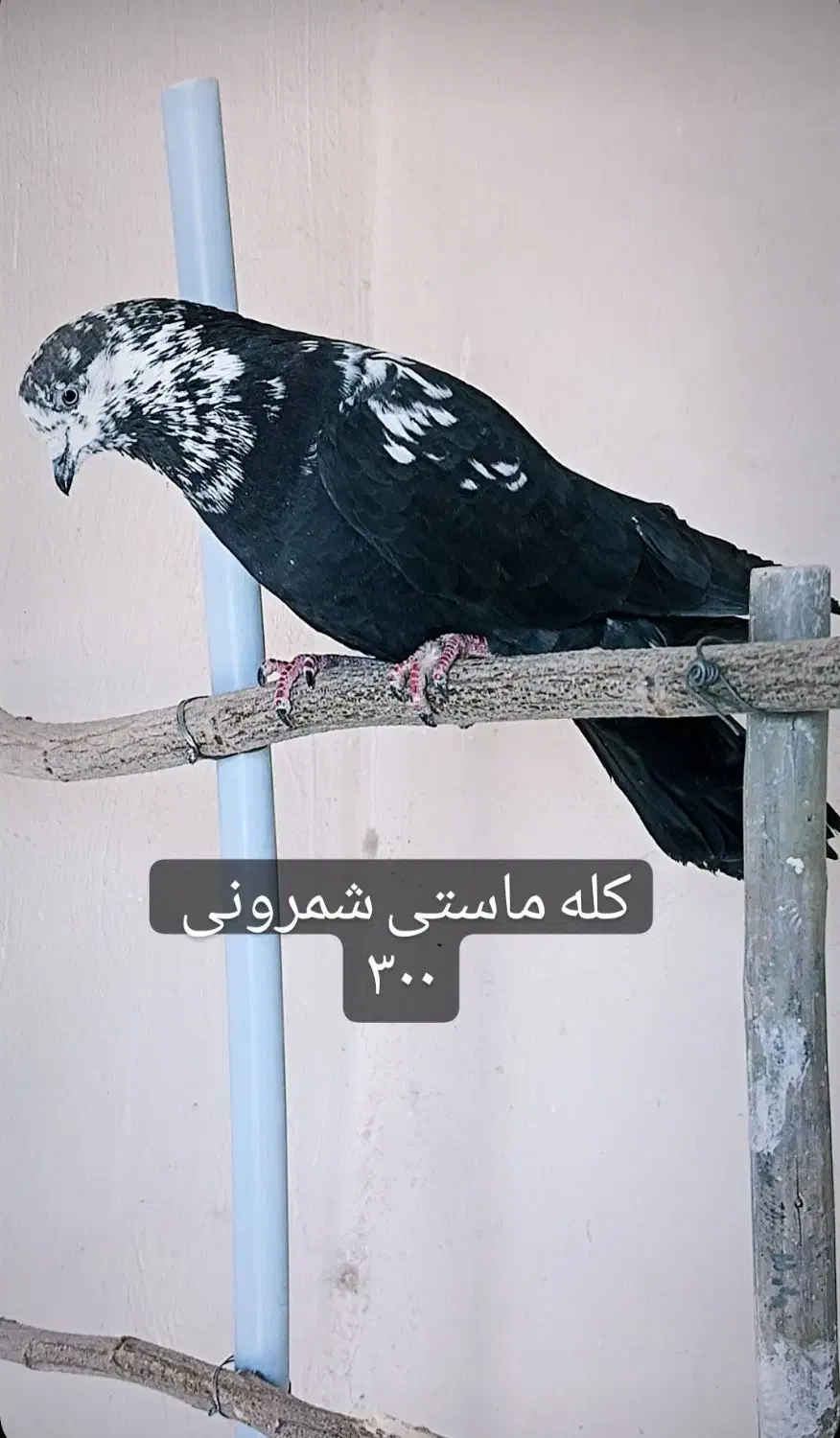 تهرونی اصیل|پرنده|فولادشهر, مسکن مهر فولادشهر|دیوار