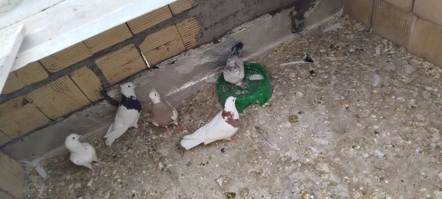 کبوتر طوقی|پرنده|رامهرمز, |دیوار