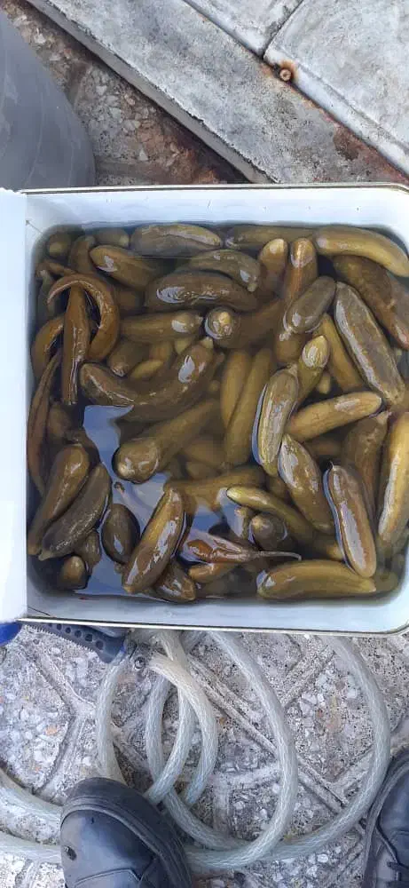 خوردن و اشامیدن|خوردنی و آشامیدنی|تهران, دانشگاه شریف|دیوار