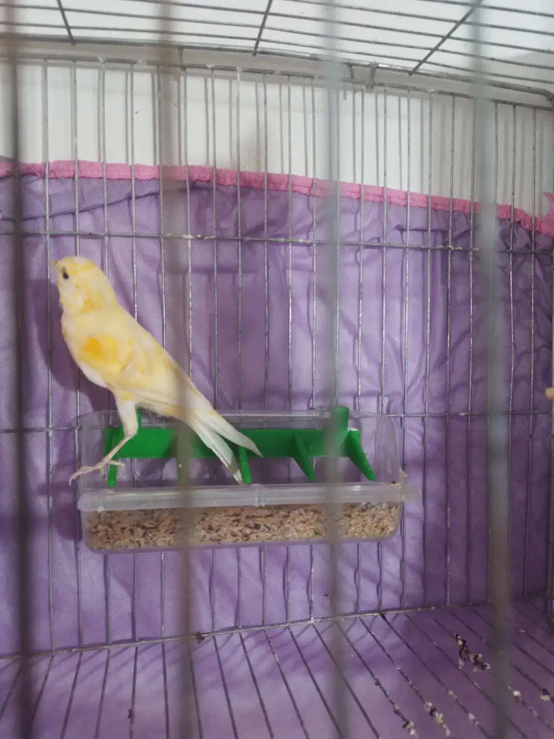 قناری (معاوضه)|پرنده|سبزوار, قصبه اب یمین|دیوار