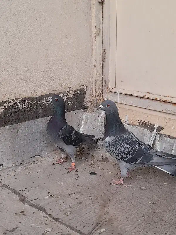 کفتر|پرنده|ساوه, |دیوار