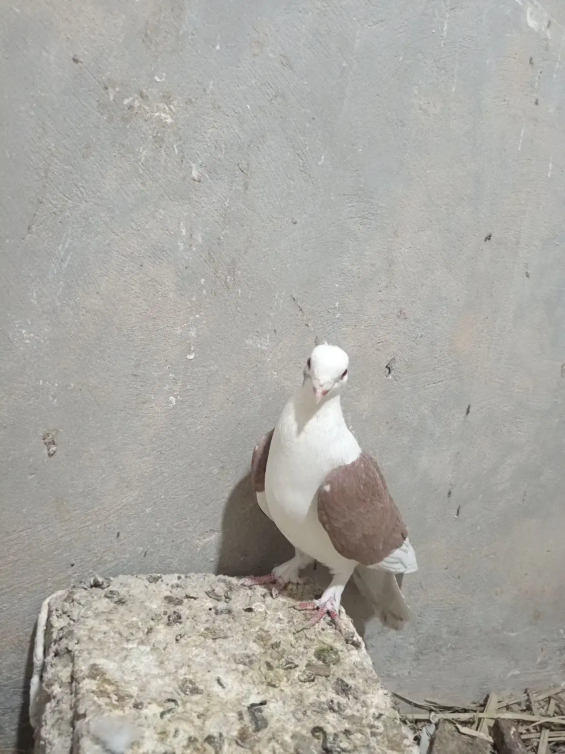 دوکت سرخ گلالی|پرنده|برازجان, |دیوار