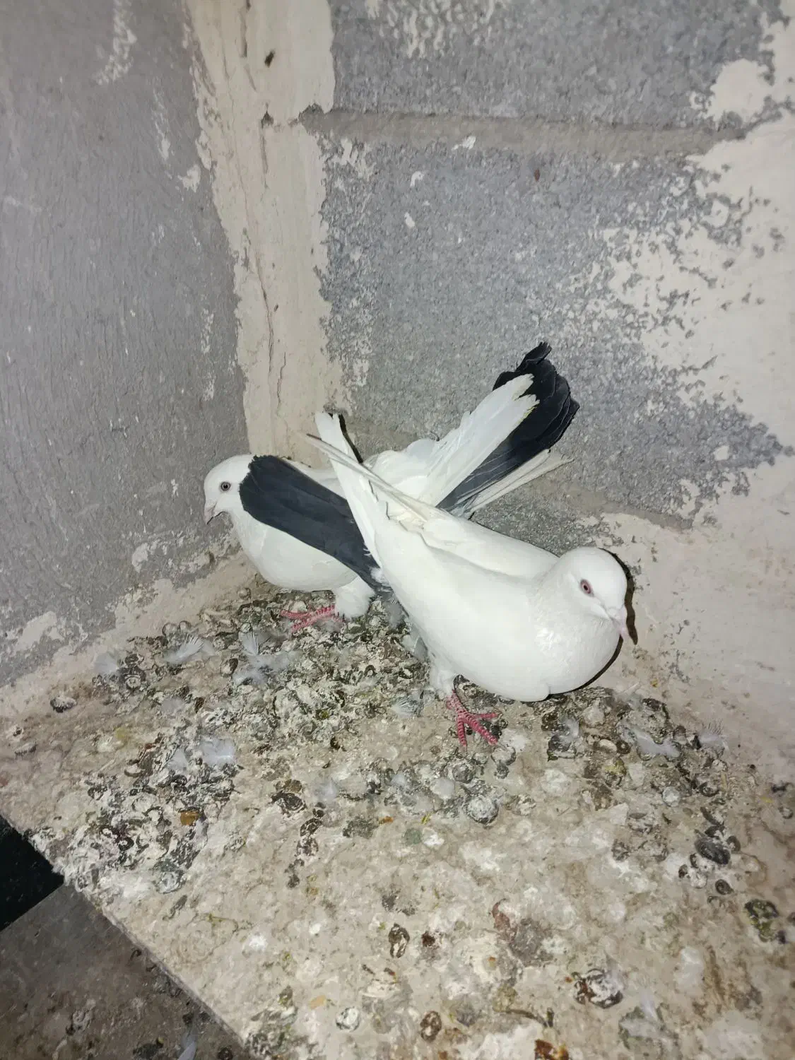 کبوتر خاصا|حیوانات|بناب, |دیوار